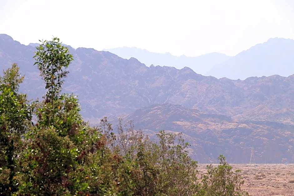 Oasis Fighting Kangaroo