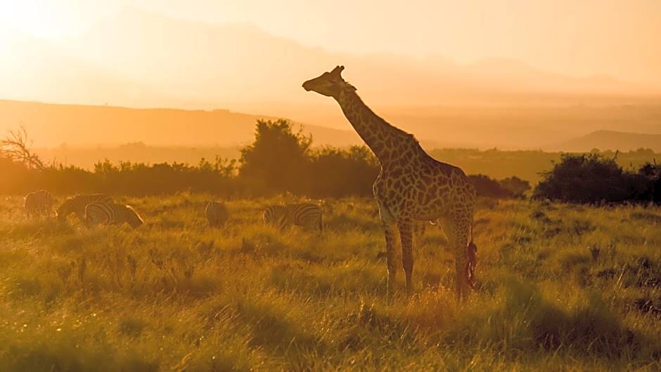 Gondwana Game Reserve