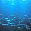 Mackerel Islands