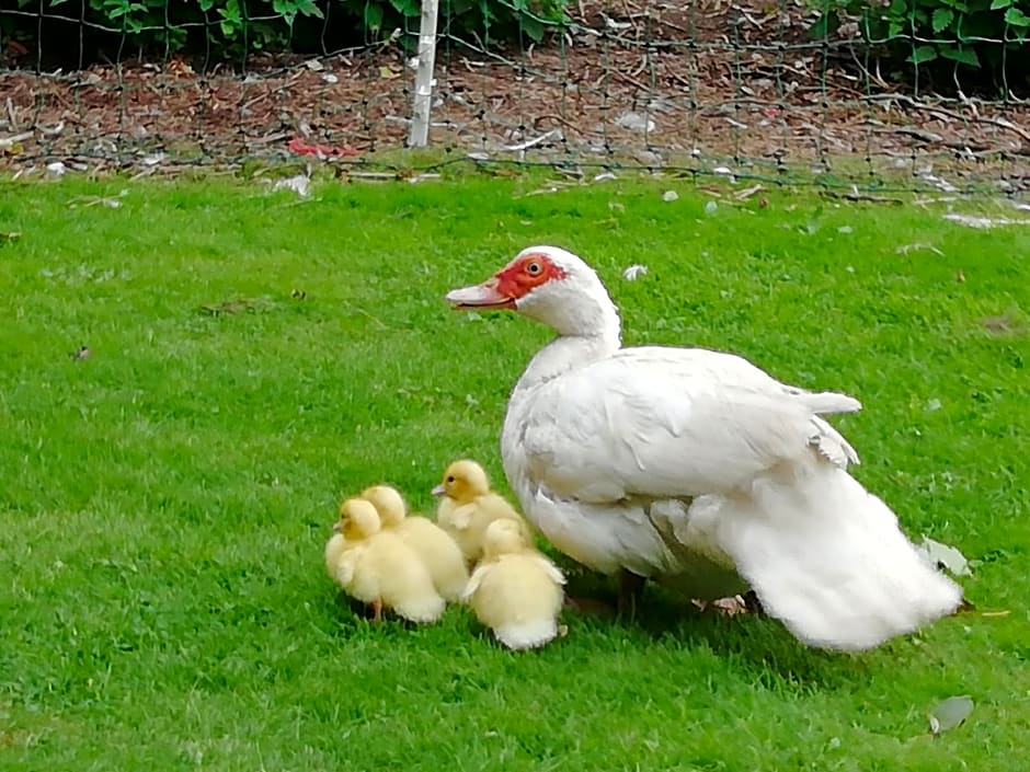 Clumber Lane End Farm