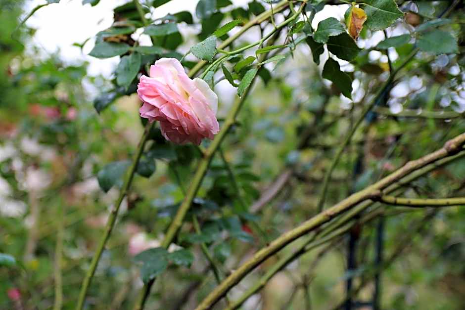 Chambres d'Hotes Les Renardieres