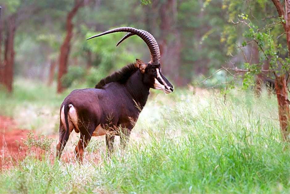 Kilima Private Game Reserve & Spa