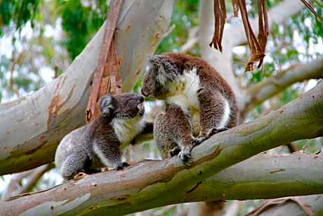 Bimbi Park - Camping Under Koalas