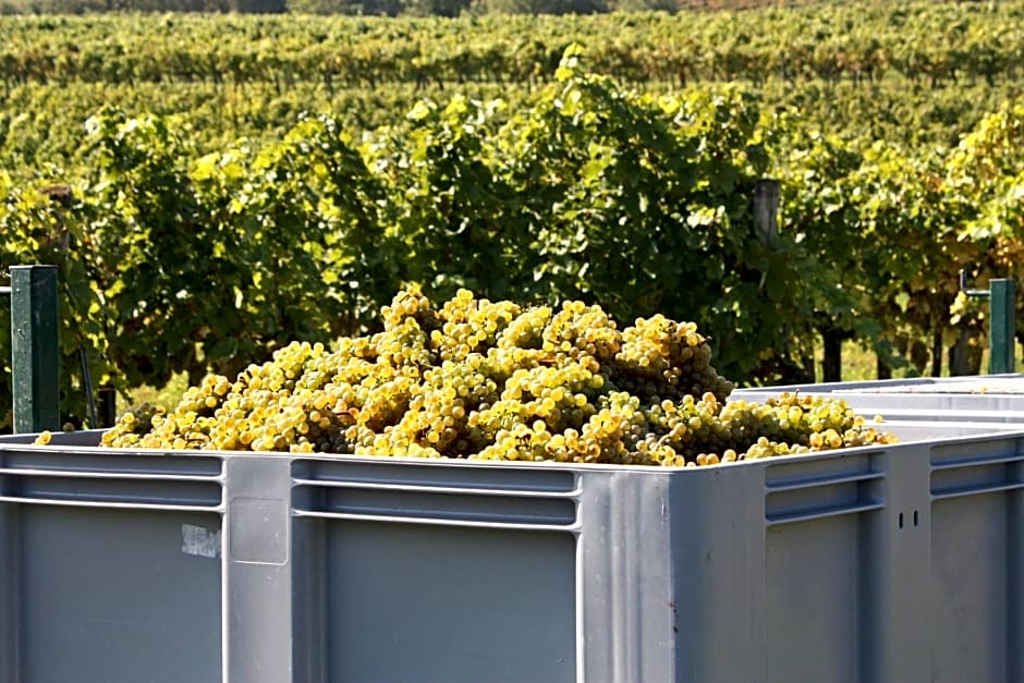 Weingut Familie Schuster