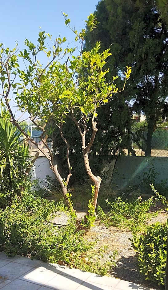 CLEO ROOM WITH PATIO 250m FROM THE BEACH