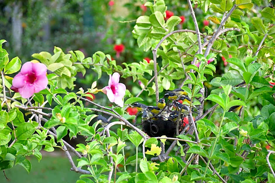 Hôtel Les Bananiers