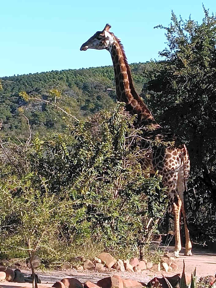 Ndhula Luxury Tented Lodge