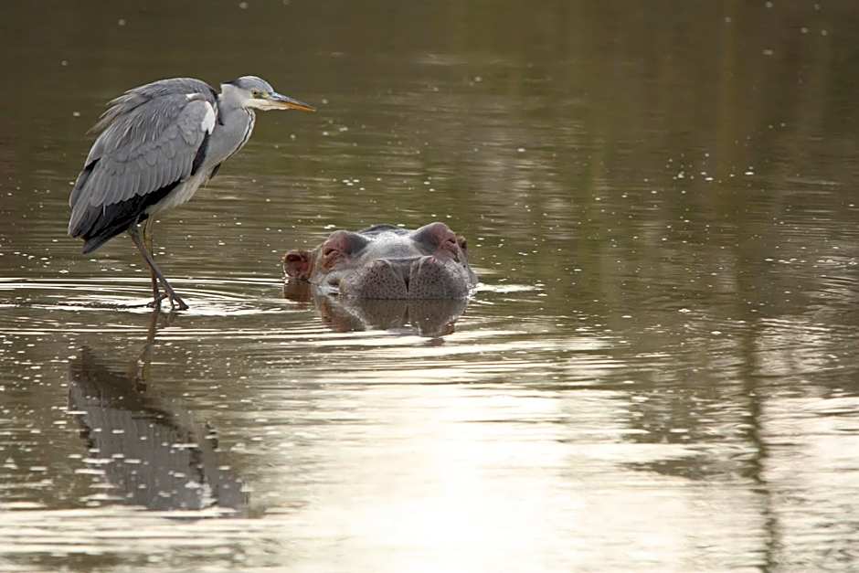Leopard Mountain Safari Lodge