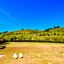 La Quercia