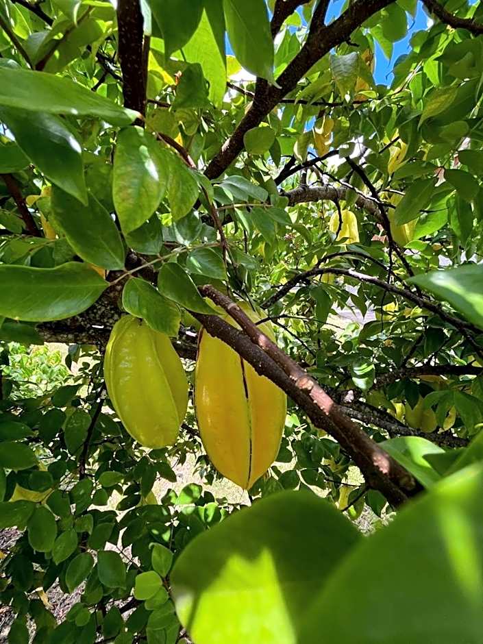 Le gîte du Rucher de l’île