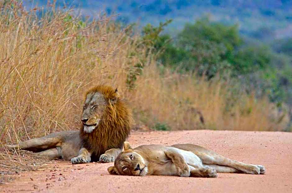 Tingala Lodge - Bed in the Bush