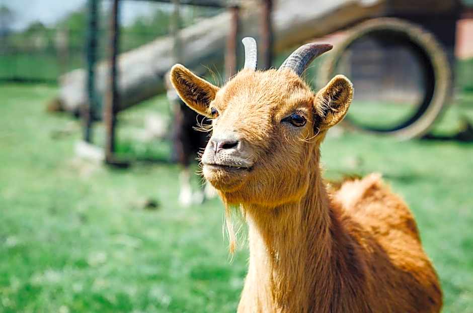 Boertel Lamperse Hei