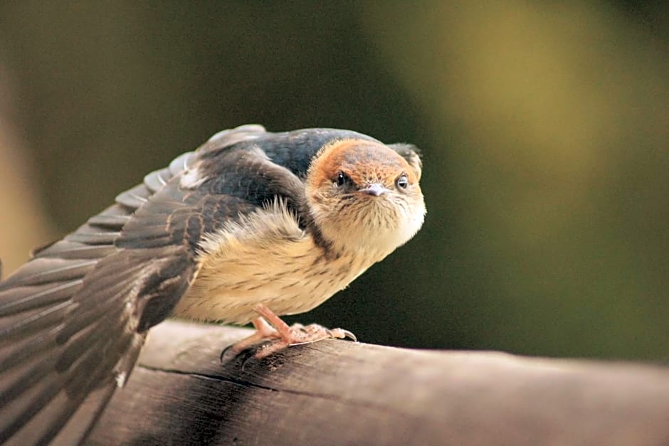 Amazian Mountain River Lodge