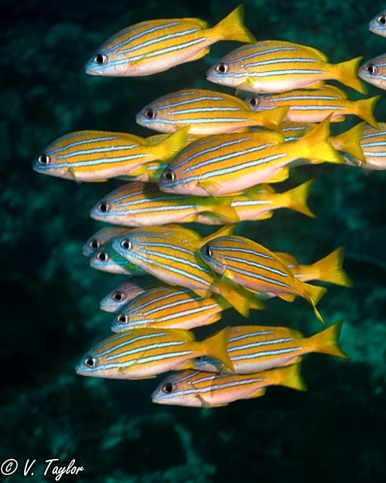 Lutwala Bungalows and Private Villa