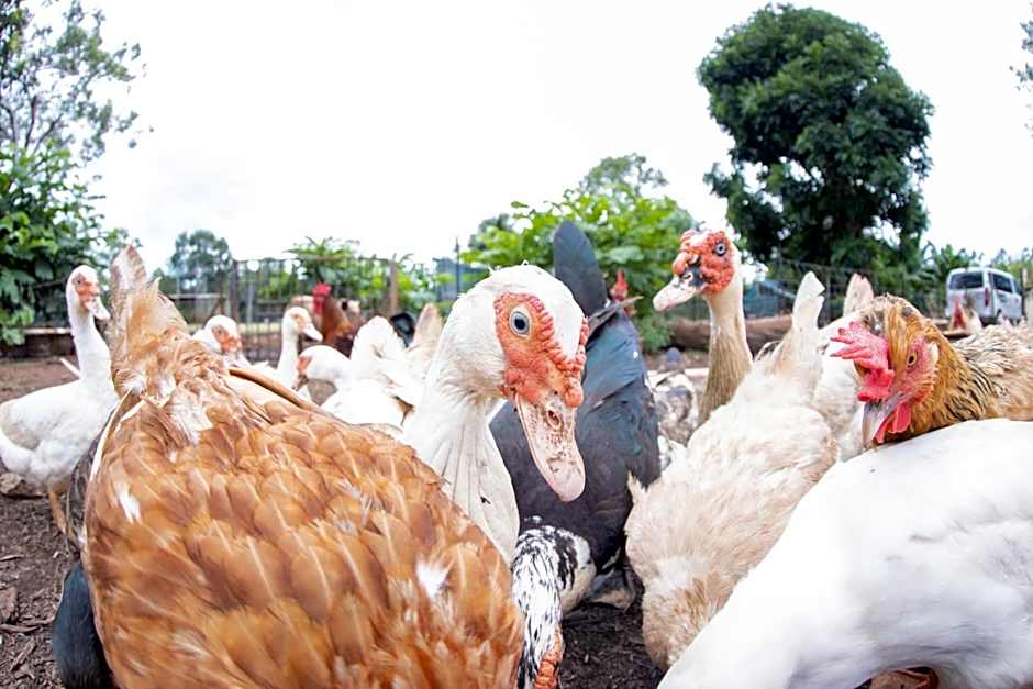 Batchelor Butterfly Farm