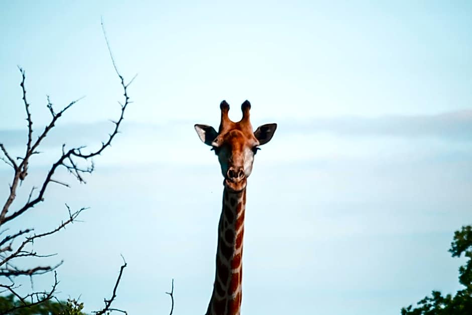 Honeyguide Tented Safari Camp - Khoka Moya