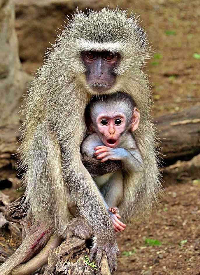 Wielewaal Bush Lodge