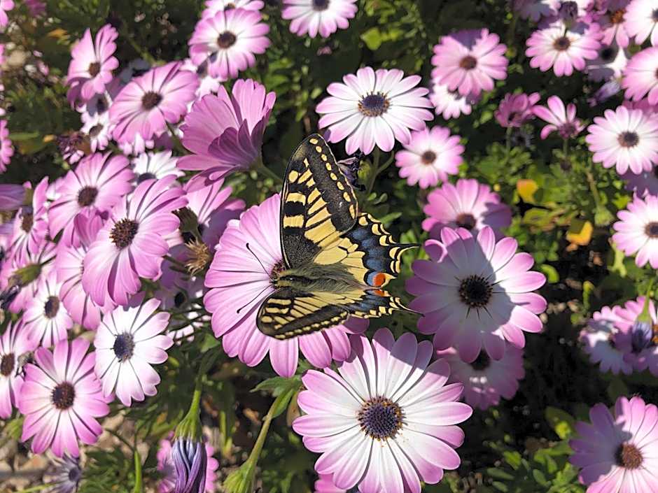 Il Giardino Di Adriana