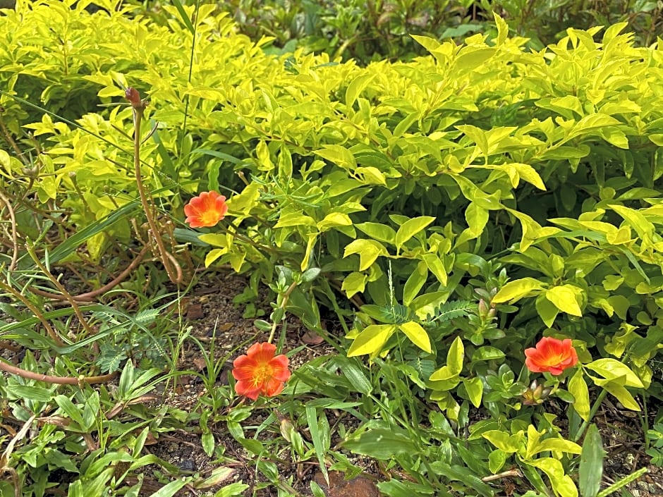 lanta andaleaf bungalows