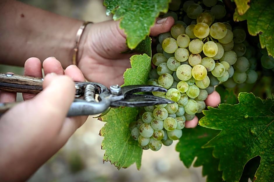 Vignoble Château Piéguë - winery