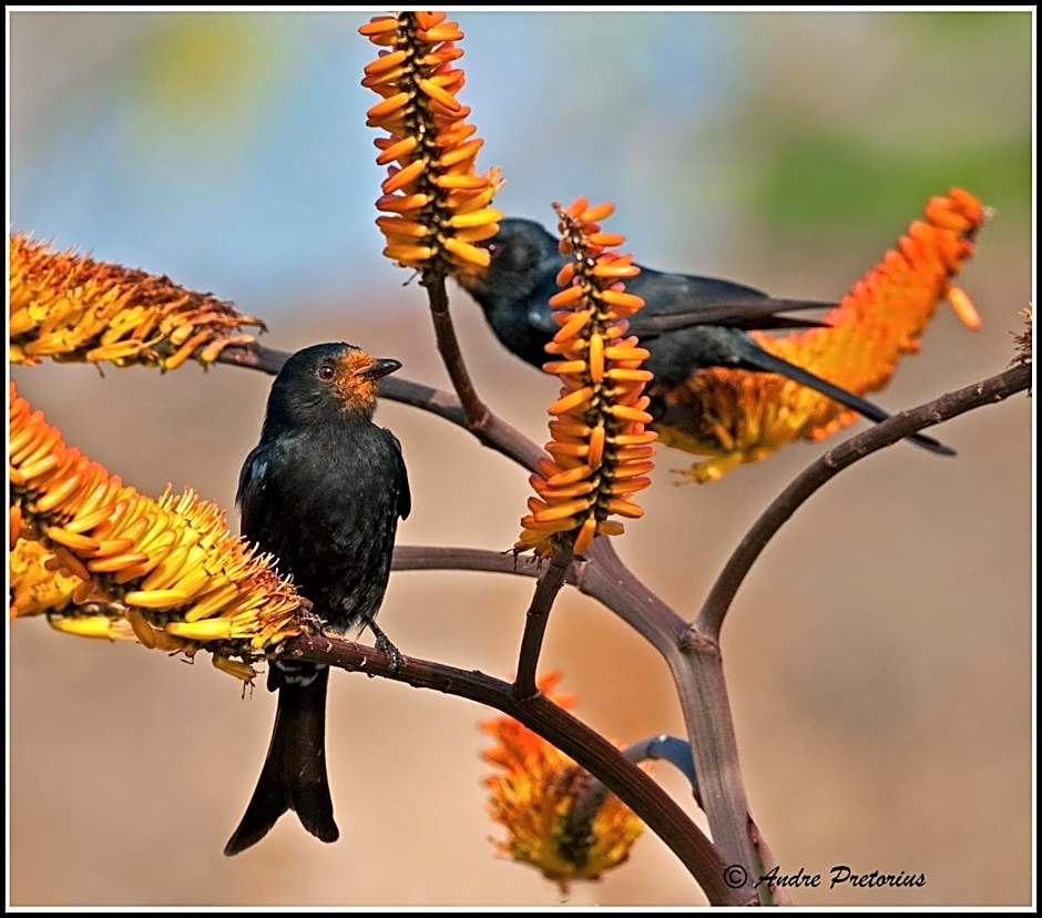 Aloe View Rock Lodge
