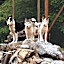 Hüttenhotel Husky Lodge