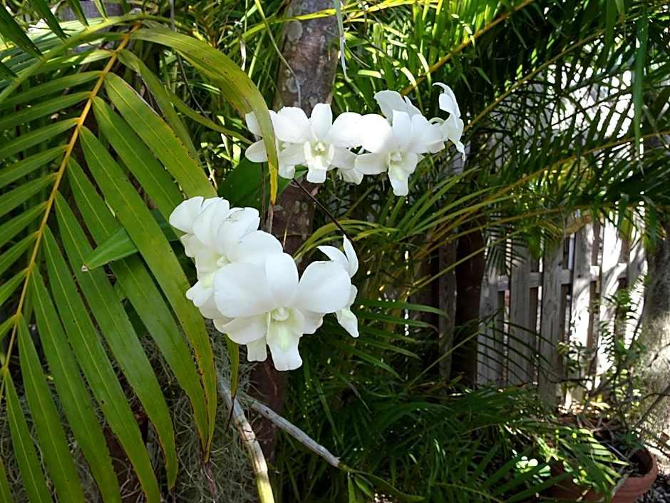 Suite Dreams Inn by the Beach