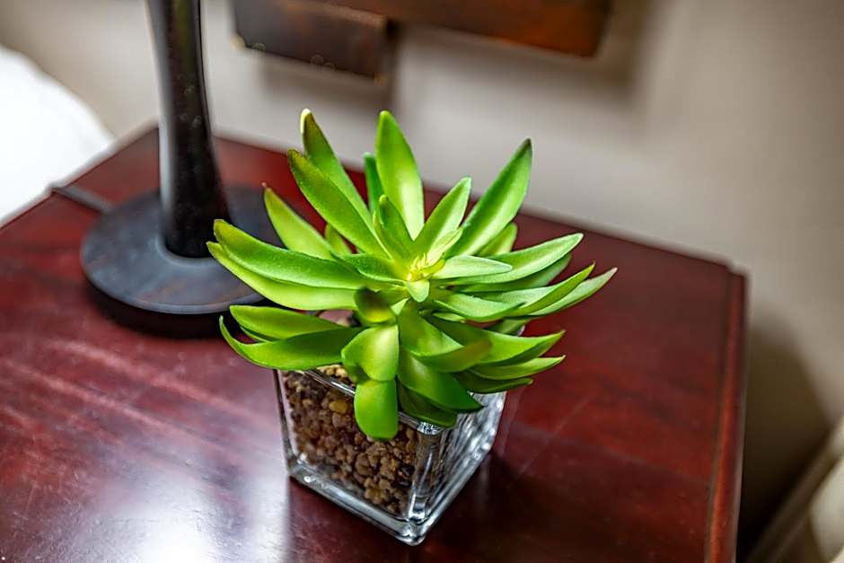 Dreamfields Guesthouse