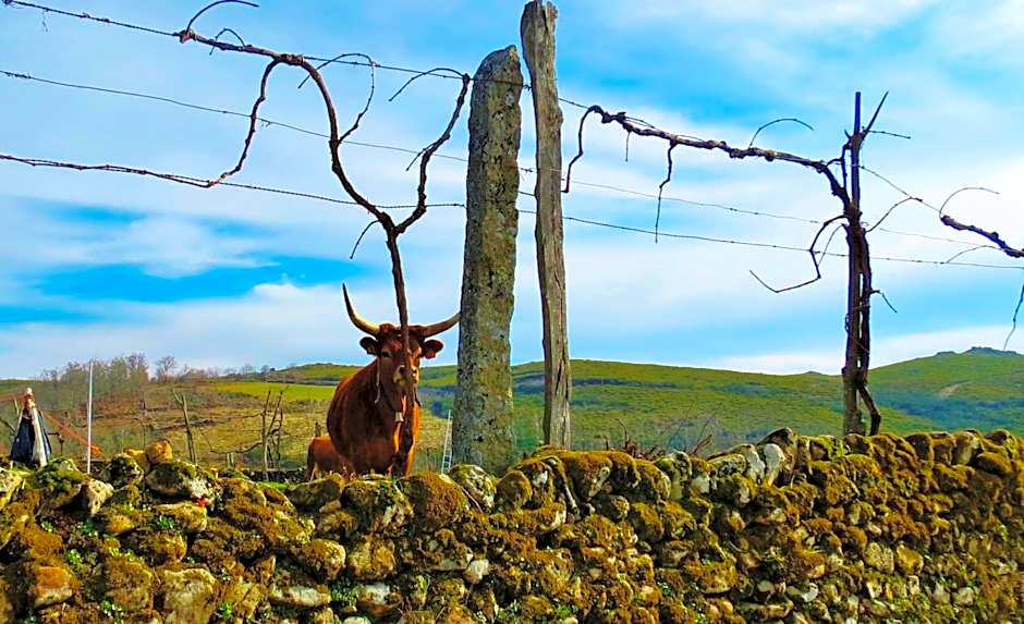 Boticas Parque Natur Houses