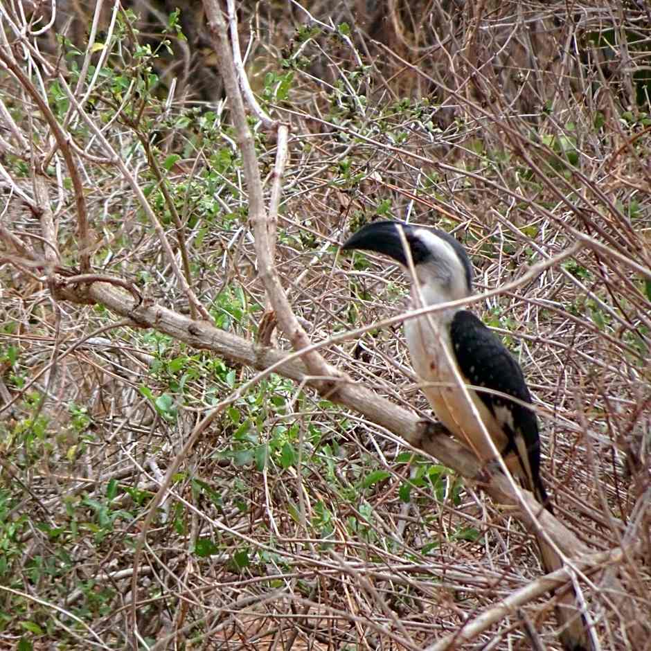 Tausa Tsavo Eco Lodge