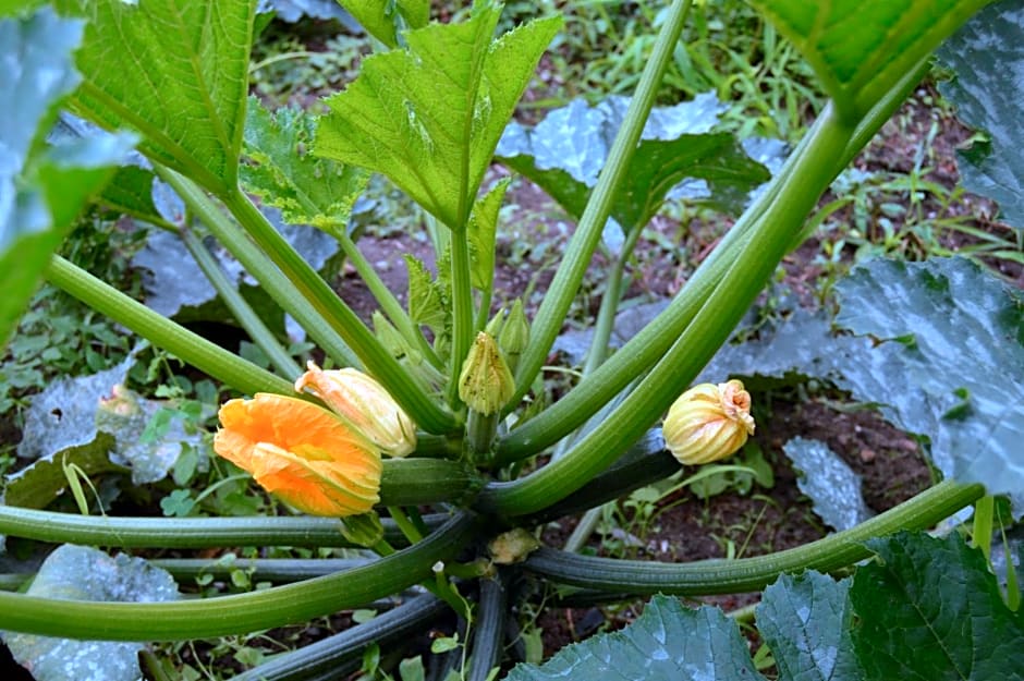 La Vieille Distillerie