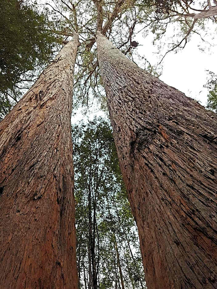 Tahune AirWalk Cabin and Lodge