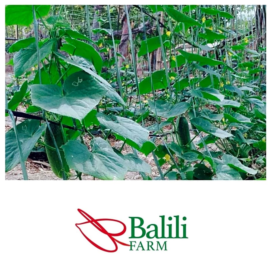 Balili Farm At Nacpan