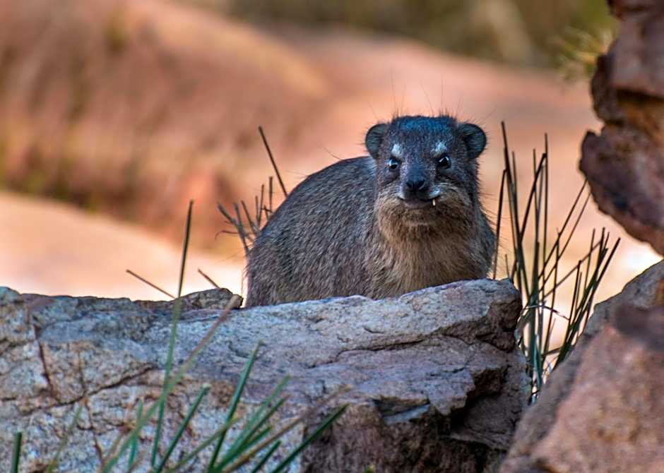 Heidelberg Kloof Lodge