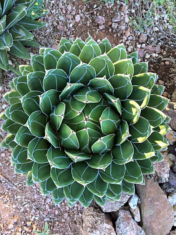 University Inn & Suites ASU/Tempe