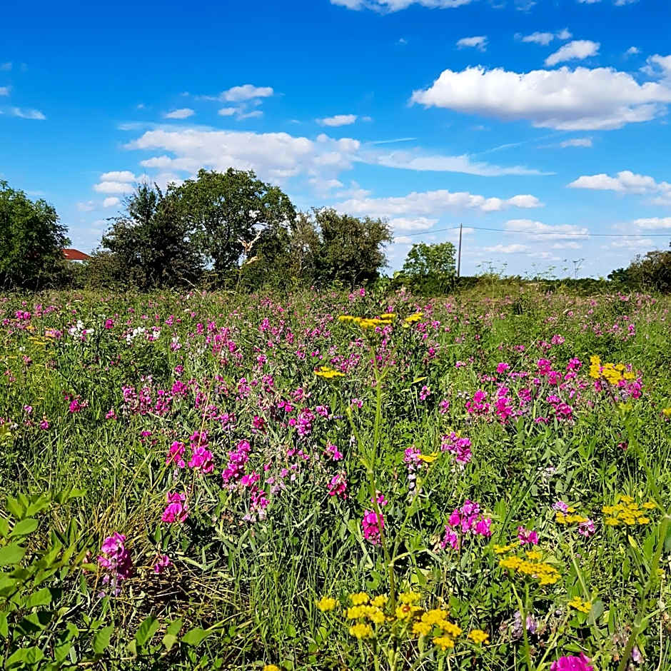 Château de Charnizay