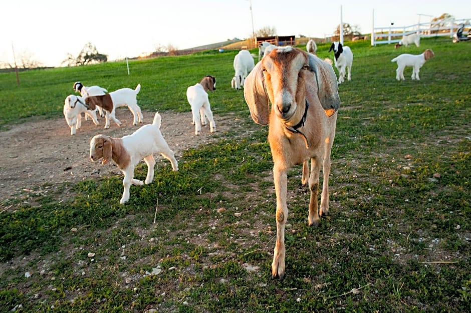 Rêves de Moutons