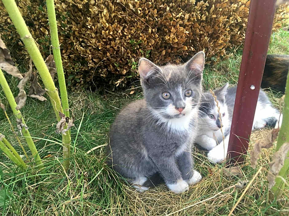 Friesenhof Hotel-Restaurant-Reitanlage