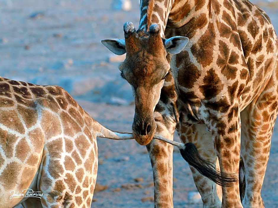 The Royal Fischer Hotel