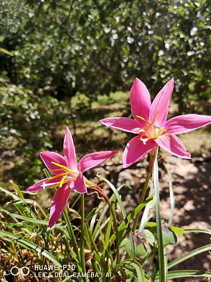 Ape Regina agriturismo 2 Montelarco