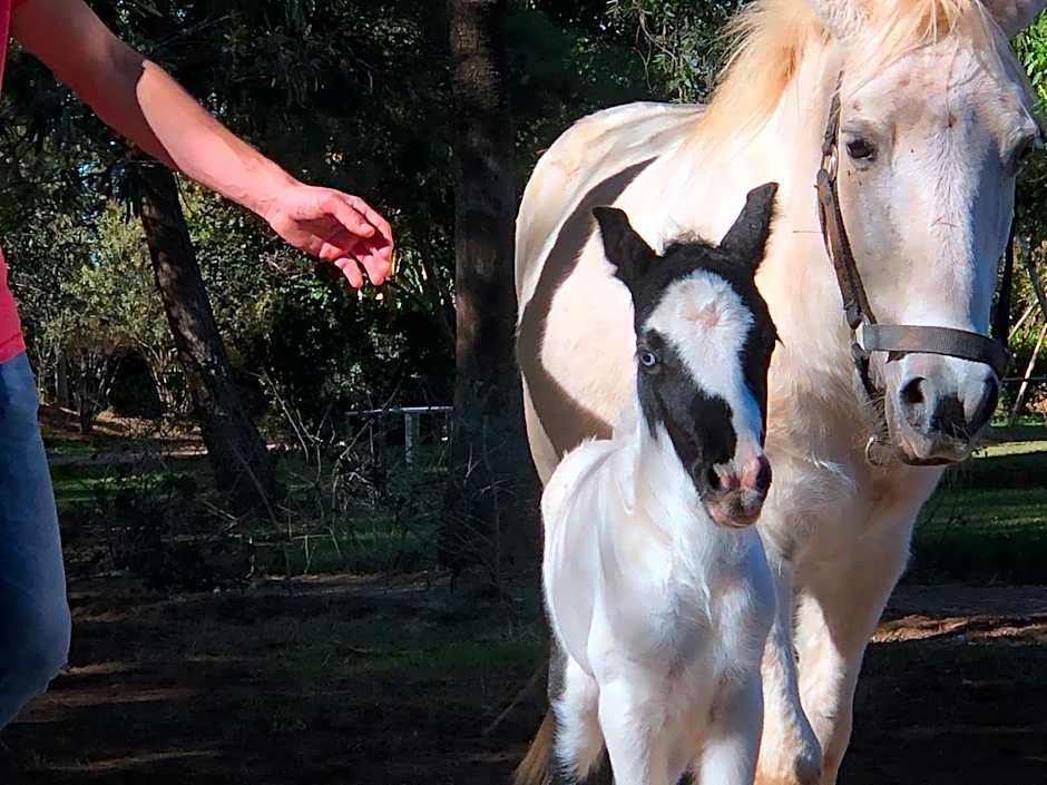 La Vie En Rose - Horses & Dogs House
