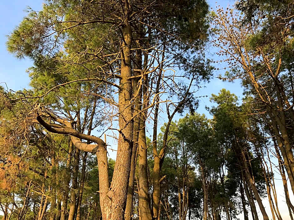 Simple Pleasures Shekvetili Hotel