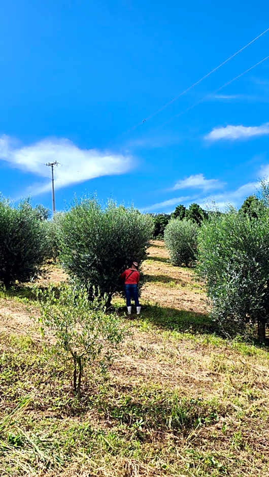 Chalés Monte das Oliveiras