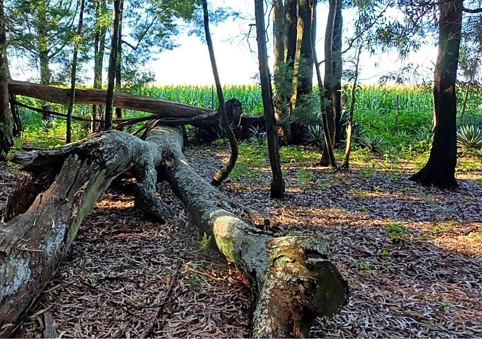 Woodland Gardens Self-Catering & Pet-Friendly Lodge