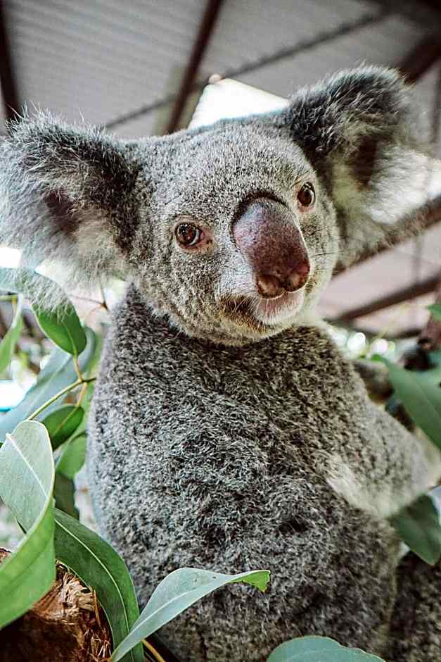 Bounce Magnetic Island and Koala Park