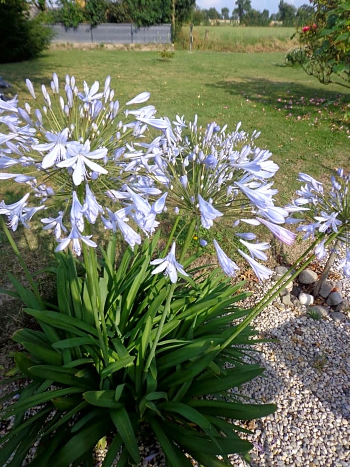 Les fleurs du Mont