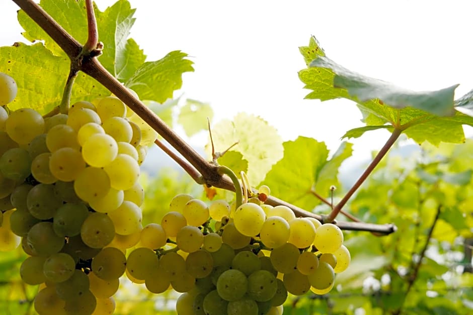 Weingut & Gästezimmer Nekowitsch