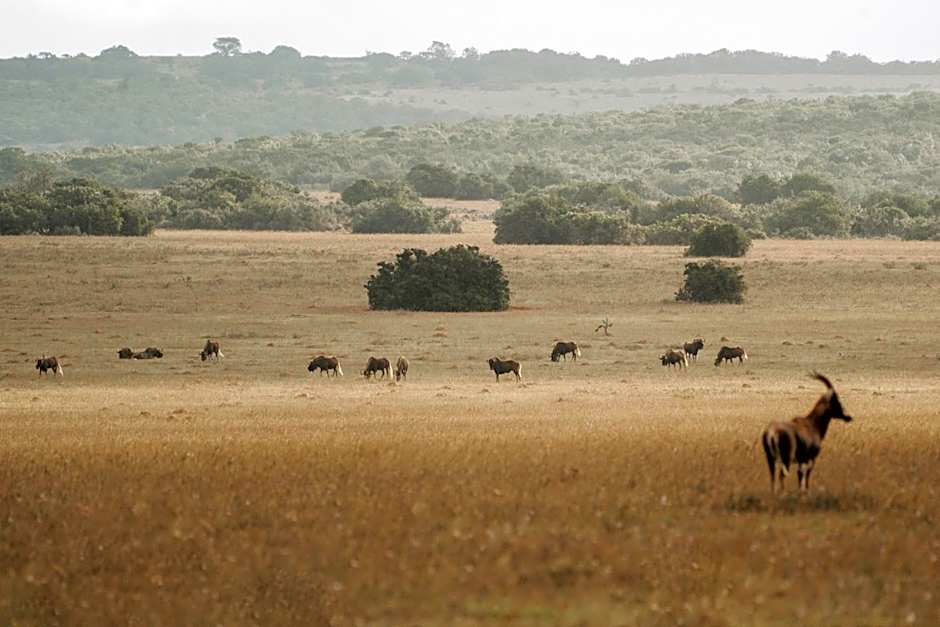 Hlosi Game Lodge - Amakhala Game Reserve