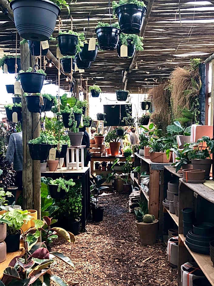 The Little Palm