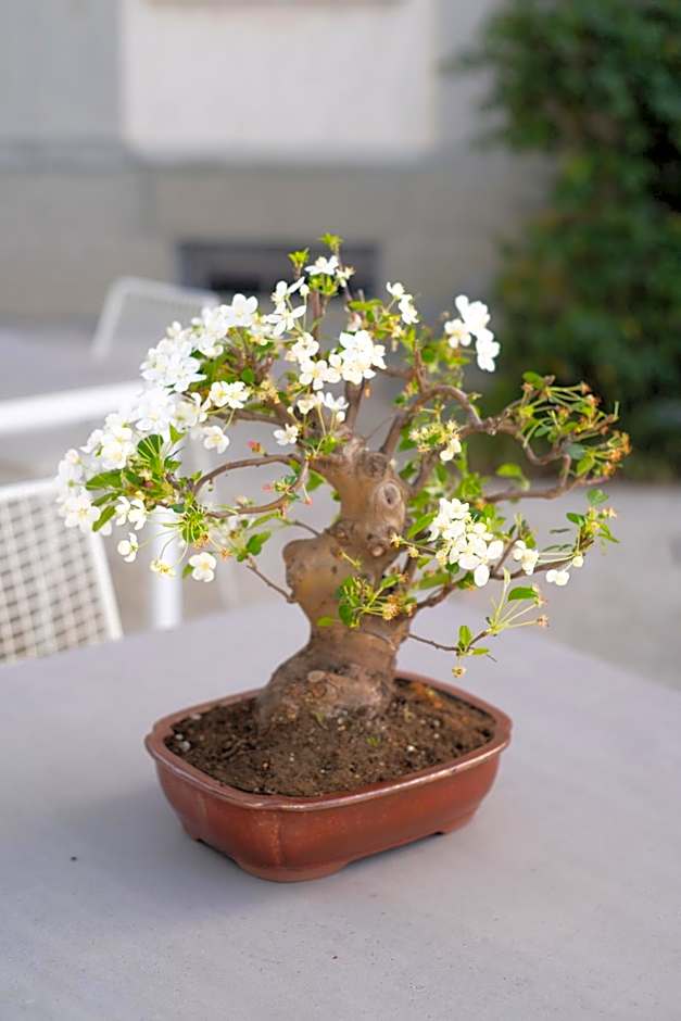 Boutique Hotel Villa Monty Banks